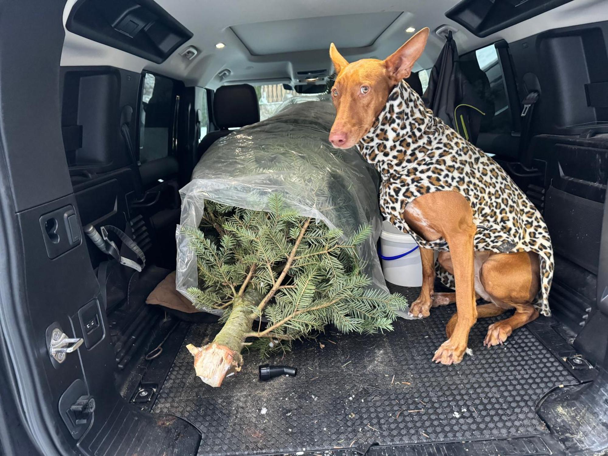 Hundefreundliche Unterkunft Im Muehlviertel In Oberoesterreich Freundorf Esterno foto